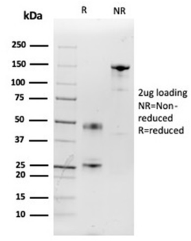 IL-2 Antibody