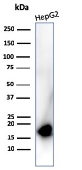 CDKN2A Antibody