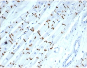 CDH2 Antibody