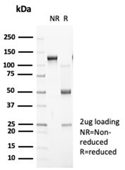 CDH2 Antibody