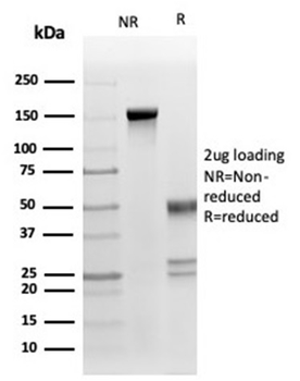 FASLG Antibody