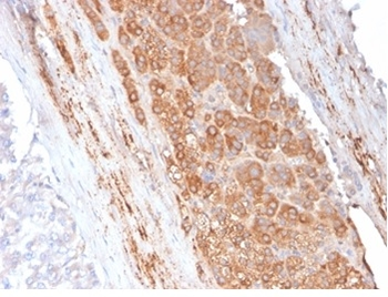 APOE Antibody