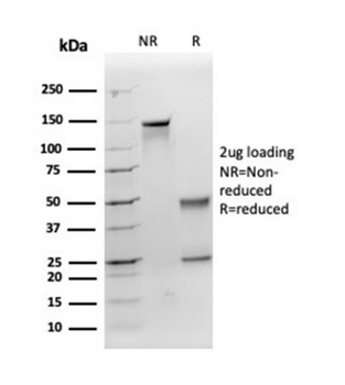 APOE Antibody