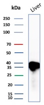 APOE Antibody