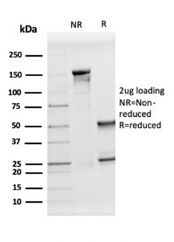 APOD Antibody