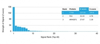 CTSD Antibody