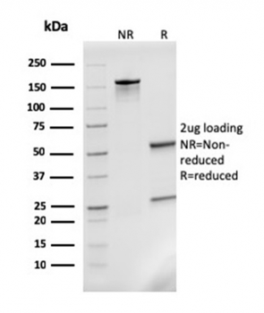 CCL8 Antibody