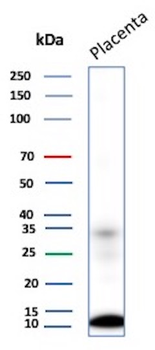 CCL8 Antibody
