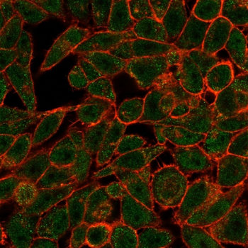 BCL6 Antibody