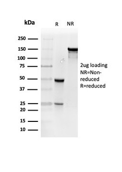 RETN Antibody