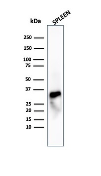 GZMB Antibody
