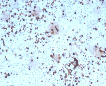 GZMB Antibody