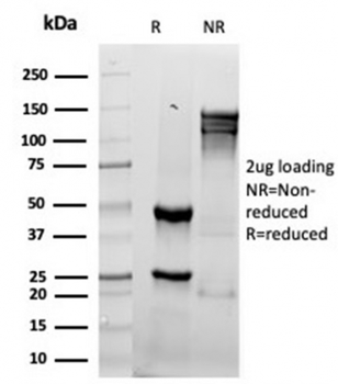 GZMB Antibody
