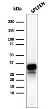 GZMB Antibody
