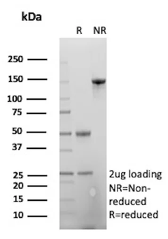GFAP Antibody