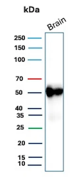 GFAP Antibody