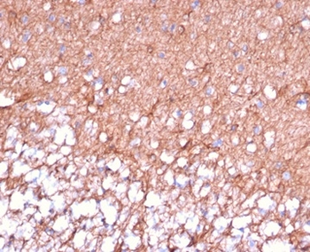 GFAP Antibody