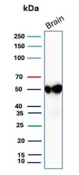 GFAP Antibody