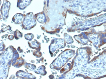 FAP Antibody