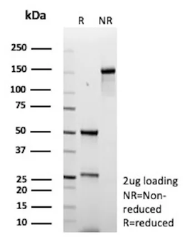 FAP Antibody