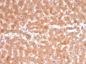 FAP Antibody
