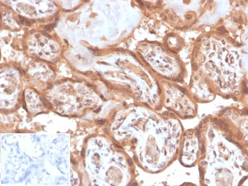 FAP Antibody