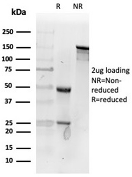 FAP Antibody
