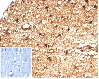 ALDH1A1 Antibody