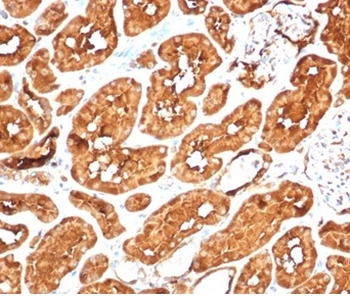 ALDH1A1 Antibody