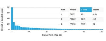 DAXX Antibody