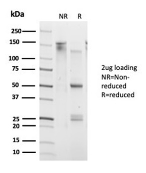 DAXX Antibody