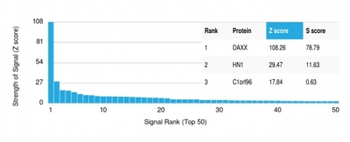 DAXX Antibody