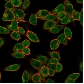DAXX Antibody
