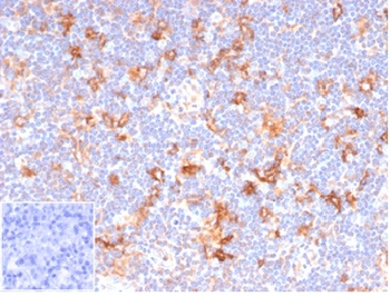 CD86 Antibody