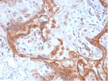 FAP Antibody