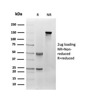 FAP Antibody