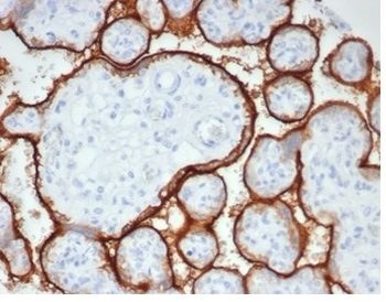 ALPP Antibody