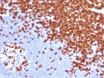 CD3E Antibody