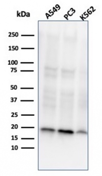 NME1 Antibody