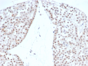 NR5A1 Antibody