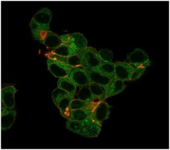 LTF Antibody