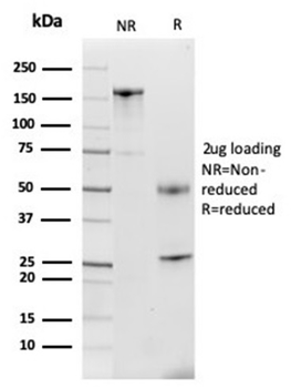 LTF Antibody