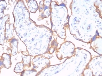 CD59 Antibody