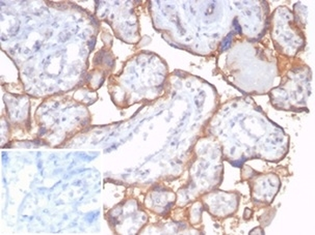 CD59 Antibody