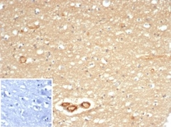 CD59 Antibody