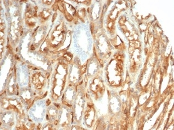 CD59 Antibody