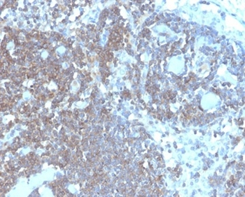 CD48 Antibody