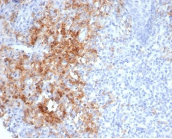 CD38 Antibody