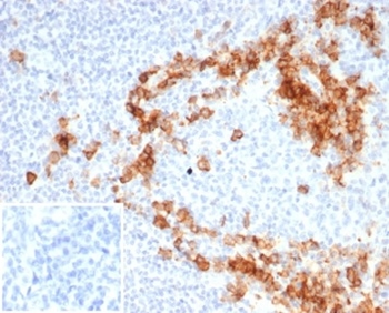 CD38 Antibody