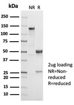 CD38 Antibody